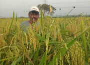Kabar Gembira Buat Petani Jateng, Klaim Asuransi Usaha Tani Padi Sebentar Lagi Cair