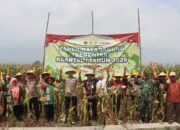 Panen Raya Jagung Serentak Kuartal I 2026 di Desa Sumberejo Demak