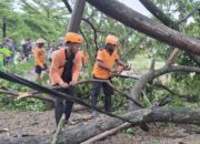 BPBD Demak Evakuasi Pohon Tumbang di Karanganyar
