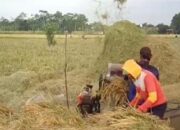 Produksi Padi di Kabupaten Batang Naik 8,5 Persen