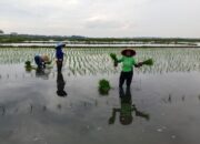 Pemkab Batang Optimalkan Lahan Terdampak Rob