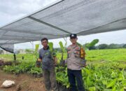 Bhabinkamtibmas Mijen Pelopori Paguyuban Pertanian, Tanam Harapan dan Tumbuhkan Ekonomi Warga