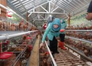 Peternakan Ayam dan Lele di Kudus, Dukung Program Penguatan Ketahanan Pangan