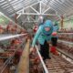 Ketua Tim Penggerak (TP) Pemberdayaan dan Kesejahteraan Keluarga (PKK) Provinsi Jawa Tengah, Nawal Arafah Yasin, meninjau peternakan ayam di Desa Tergo, Kecamatan Dawe, Kabupaten Kudus.