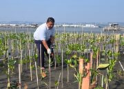 Bandara Ahmad Yani Semarang Rawat Mangrove Mangunharjo
