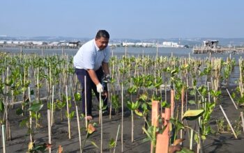 Bandara Jenderal Ahmad Yani Semarang pantau pertumbuhan bibit mangrove (foto: Angkasa Pura)