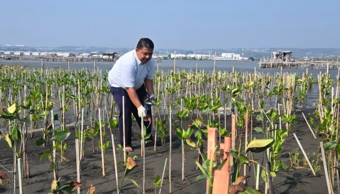 Bandara Ahmad Yani Semarang Rawat Mangrove Mangunharjo