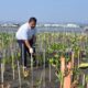 Bandara Jenderal Ahmad Yani Semarang pantau pertumbuhan bibit mangrove (foto: Angkasa Pura)