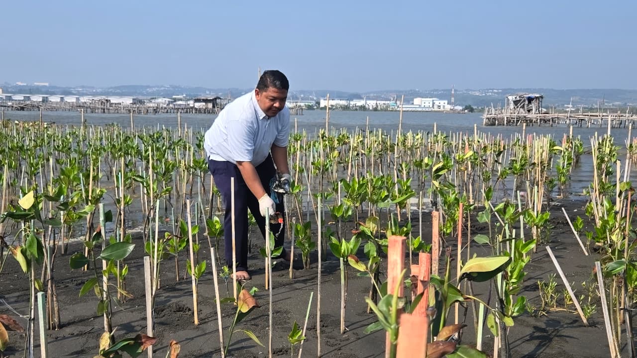 Bandara Jenderal Ahmad Yani Semarang pantau pertumbuhan bibit mangrove (foto: Angkasa Pura)