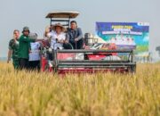Panen Raya Sukoharjo, Produksi Padi Jateng 6,69 Juta Ton