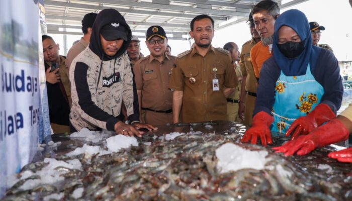 Ahmad Luthfi Tinjau Panen Raya Udang Vaname di KIW Semarang