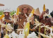 Panen Raya di Sukoharjo, Ahmad Luthfi Pertegas Jateng Produsen Jagung Kedua Terbesar Nasional