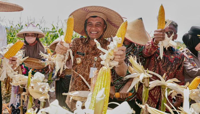 Panen Raya di Sukoharjo, Ahmad Luthfi Pertegas Jateng Produsen Jagung Kedua Terbesar Nasional