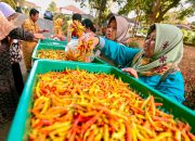 Cabai merah (foto: Pemprov Jateng)