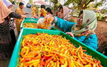 Cabai merah (foto: Pemprov Jateng)