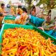 Cabai merah (foto: Pemprov Jateng)