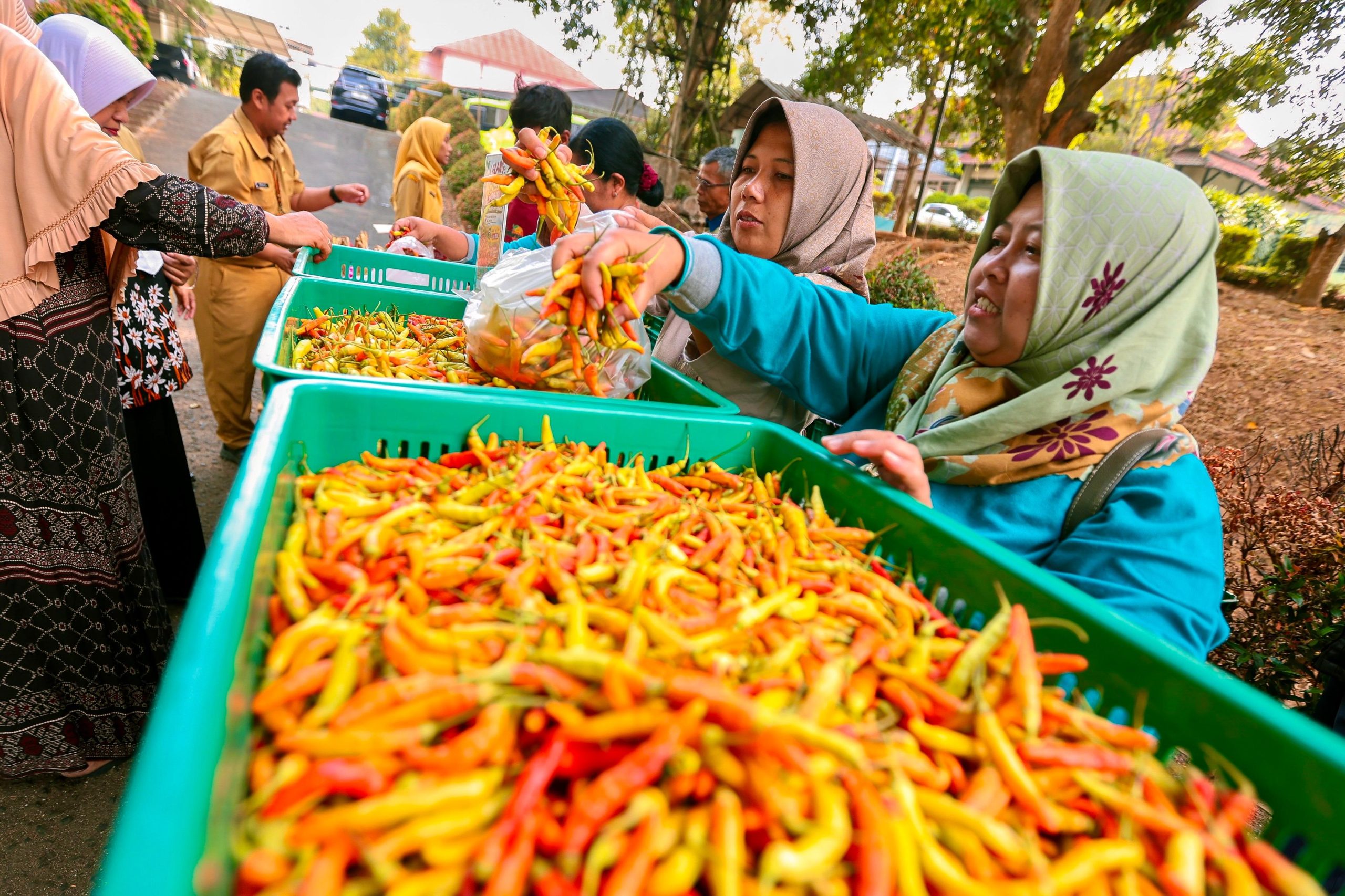 Cabai merah (foto: Pemprov Jateng)