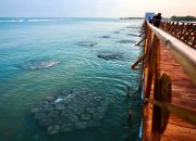 Tekan Abrasi Pantura, Pemerintah Padukan Teknologi HexBricks BRIN dan Restorasi Mangrove di Demak